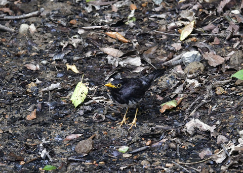 クロツグミ♂0449