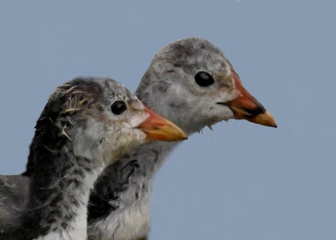 オオバンのヒナ4001