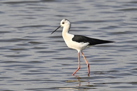 セイタカシギ3882