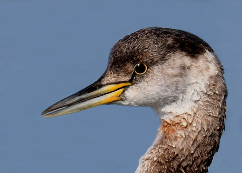 アカエリカイツブリ1794