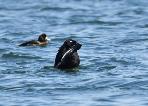 ビロードキンクロ♂0773