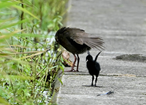ヒクイナの親子4518