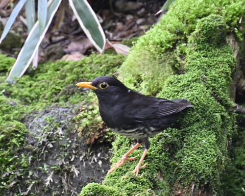 クロツグミ♂5837