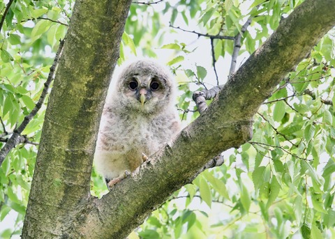 フクロウのヒナ②4445