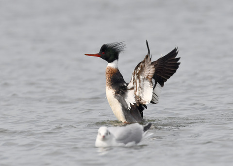 ウミアイサ♂7997