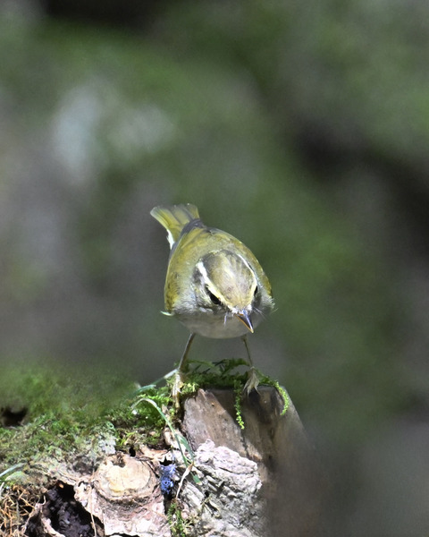 センダイムシクイ2311 (2)
