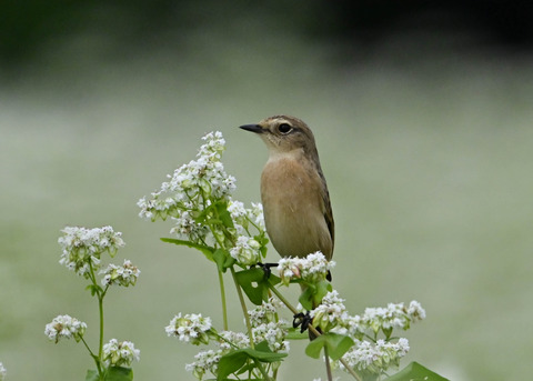 ノビタキ♀5413