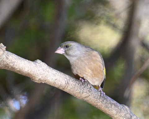 オオカワラヒワ7620
