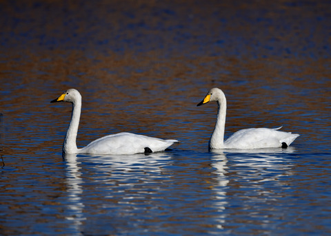オオハクチョウ8618