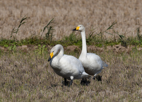 オオハクチョウ4419