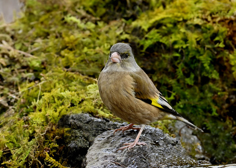 オオカワラヒワ♂1942
