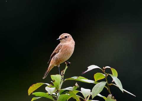 ノビタキ♀冬羽5897