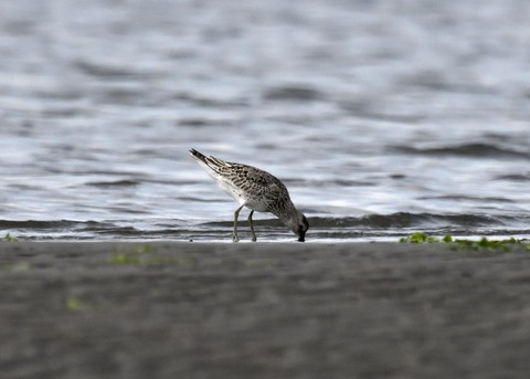 オバシギ幼鳥4609