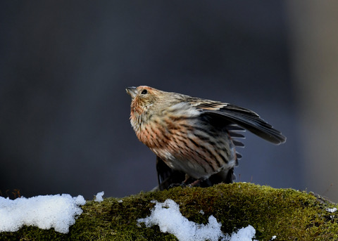 オオマシコ若鳥9566