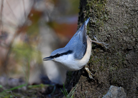 ゴジュウカラ1208