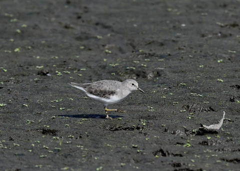 オジロトウネン5050