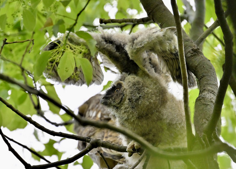 トラフズクのヒナ1360