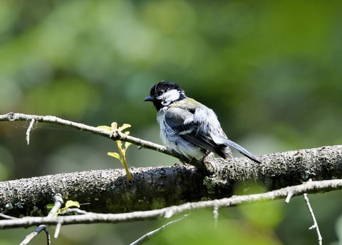 シジュウカラ1061