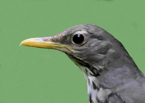 クロツグミ♀9000