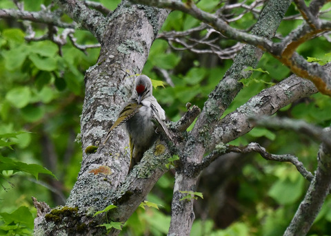 ヤマゲラ1638
