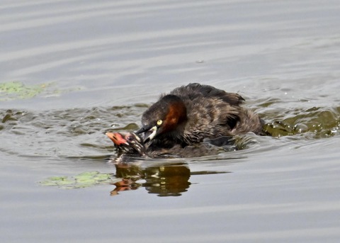 カイツブリ親子2961