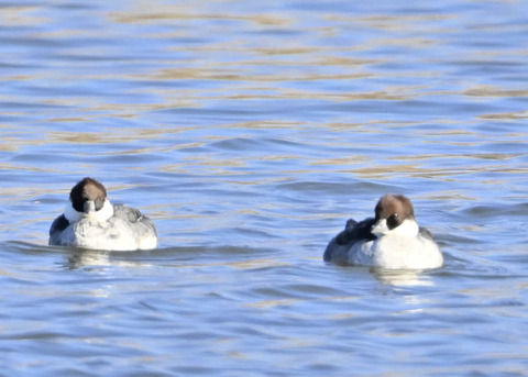 ミコアイサ♀5142