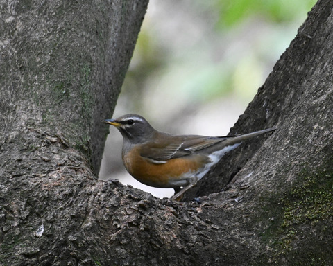 マミチャジナイ2883