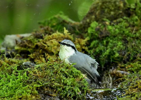 ゴジュウカラ1458