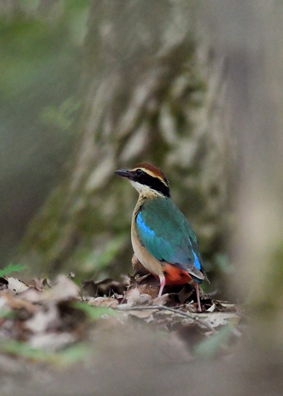ヤイロチョウ 野口洪志の野鳥日記 ヤイロチョウ 野口洪志の野鳥日記