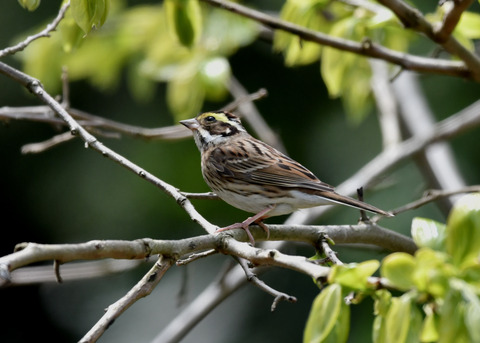 キマユホオジロ♀1678