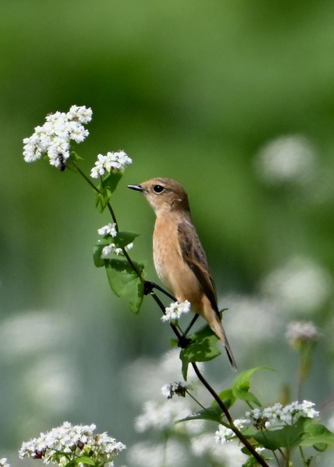 ノビタキ♀3983