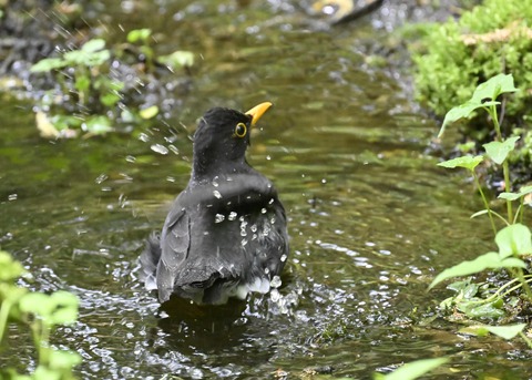クロツグミ♂3494