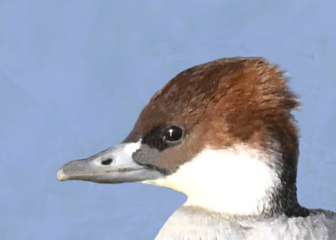 ミコアイサ♂♀4002