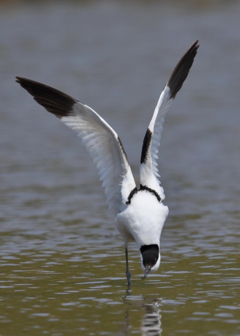 ソリハシセイタカシギ8428