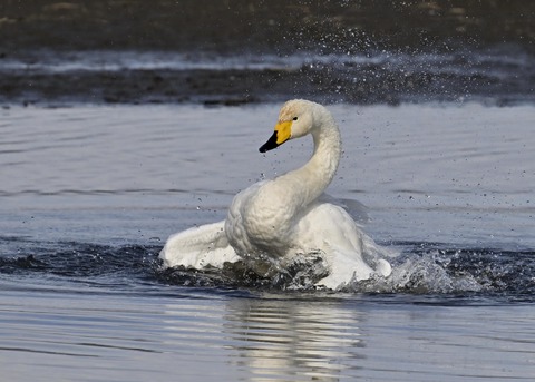 オオハクチョウ3950