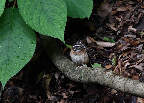 ホオジロ♀9441