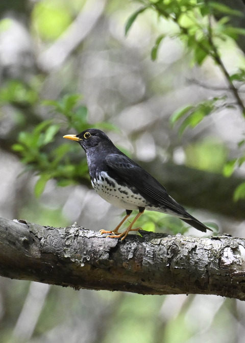 クロツグミ♂3507