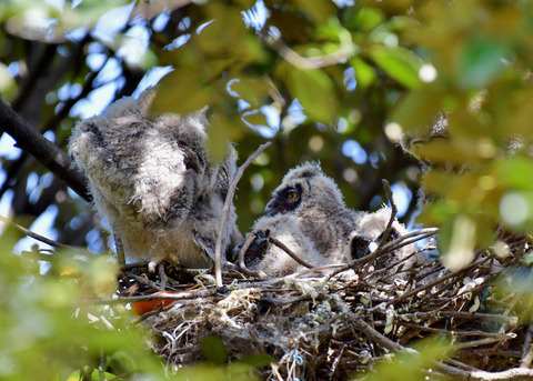 トラフズクのヒナ①～⑤5808
