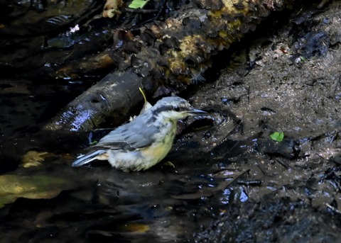 ゴジュウカラ1051