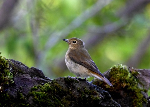 キビタキ♀5942