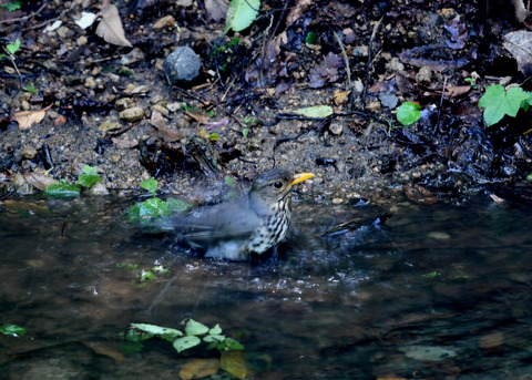 クロツグミ♀9295