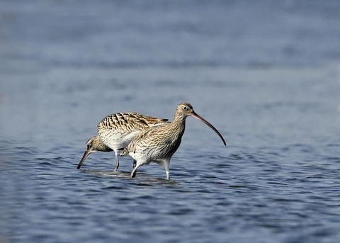 ダイシャクシギ0125