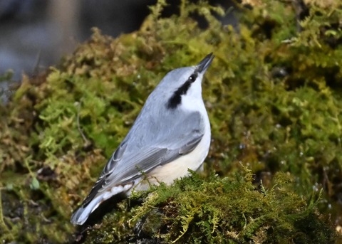 ゴジュウカラ6733