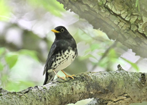 クロツグミ♂5455