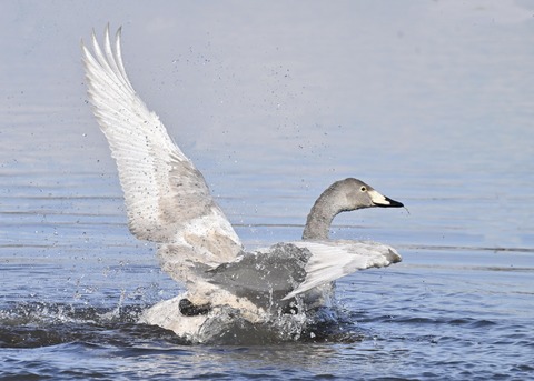 オオハクチョウ幼鳥3178