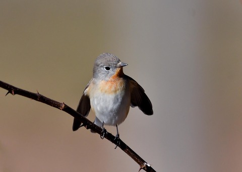 ニシオジロビタキ♂2064