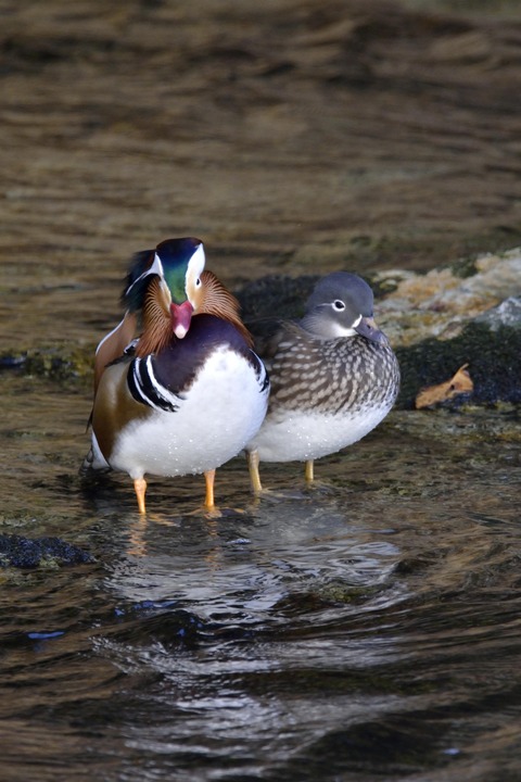オシドリ♂♀0195 - コピー