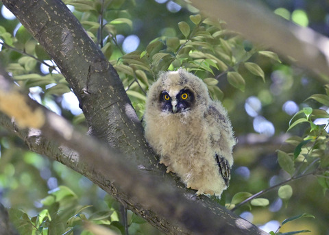 トラフズクのヒナ7583