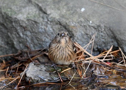 ベニマシコ♀5523