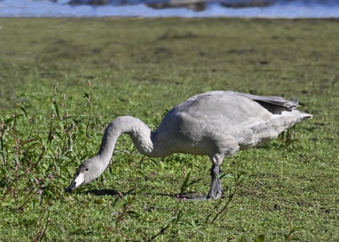 オオハクチョウ幼鳥2708